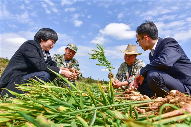 她指著一茬2斤多重的鲜姜说:"今年长势个头好生姜大,一亩地可收5000多哪里卖玉米面贴饼子图片